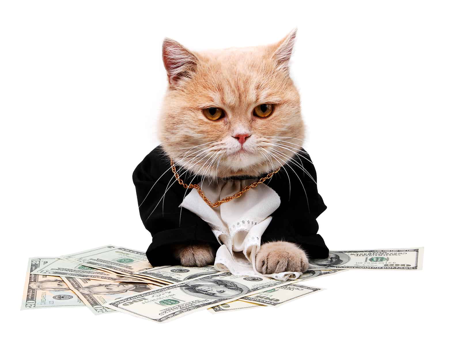 Money makin' kitty