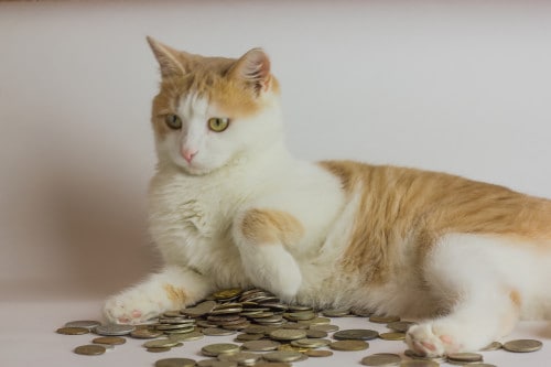 cat with coins
