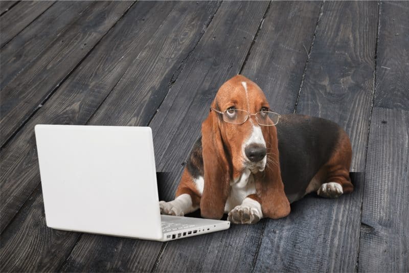 Basset hound with glasses using laptop.