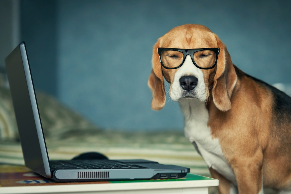 skeptical dog using laptop