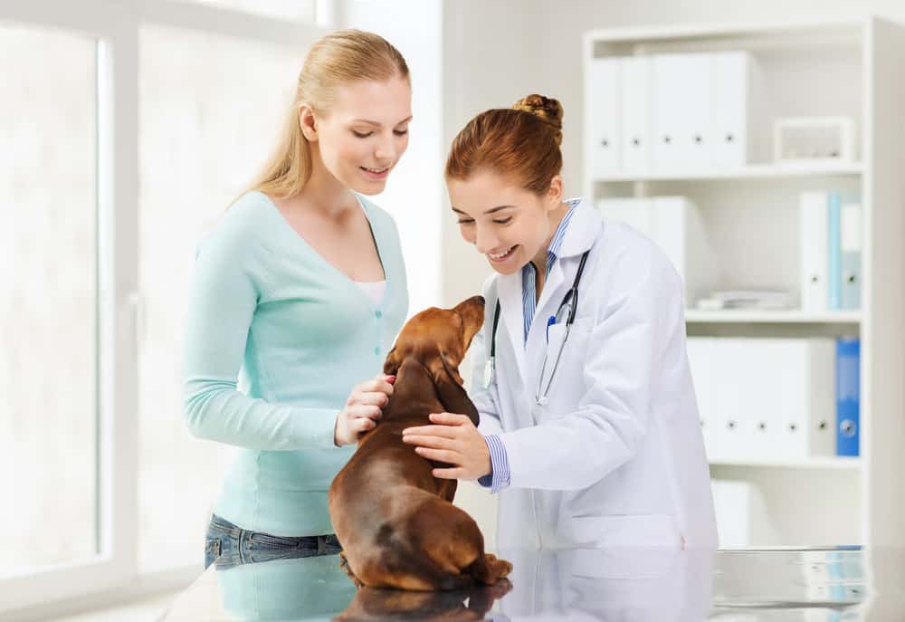 Vet working with daschund