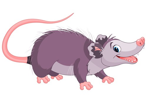 possum cartoon
