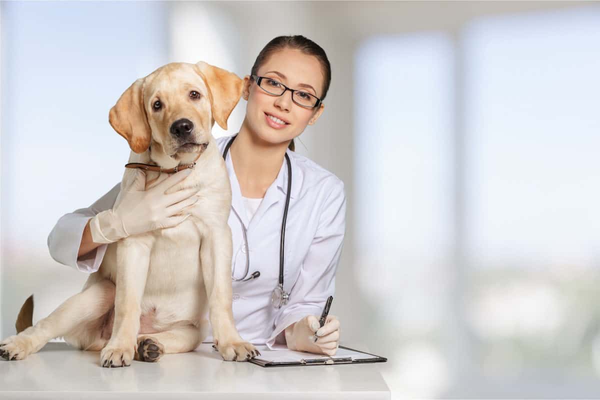 Veterinarian reviews online